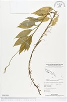 登錄號:BS01801藏品圖，第1張