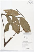 登錄號:BS01802藏品圖，第1張