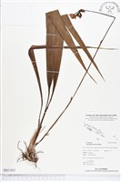 紫苞舌蘭、紫蘭藏品圖，第1張