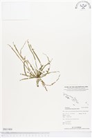 登錄號:BS01804藏品圖，第1張