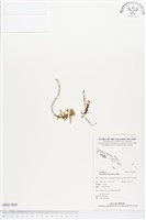 登錄號:BS01805藏品圖，第1張