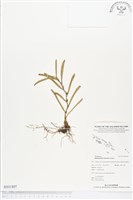 登錄號:BS01807藏品圖，第1張