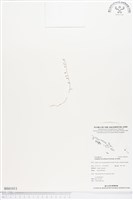 登錄號:BS01811藏品圖，第1張