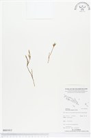 登錄號:BS01812藏品圖，第1張