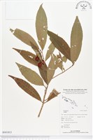 登錄號:BS01813藏品圖，第1張