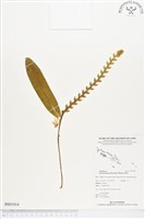 登錄號:BS01814藏品圖，第1張
