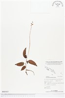 登錄號:BS01815藏品圖，第1張