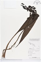 登錄號:BS01816藏品圖，第1張