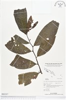 登錄號:BS01817藏品圖，第1張