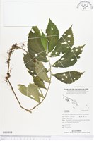 登錄號:BS01818藏品圖，第1張