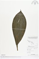 登錄號:BS01819藏品圖，第1張