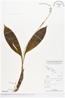 登錄號:BS01820藏品圖，第1張