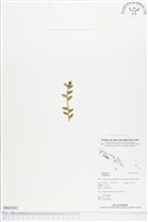 登錄號:BS01821藏品圖，第1張