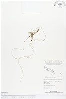 登錄號:BS01822藏品圖，第1張