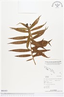 登錄號:BS01823藏品圖，第1張