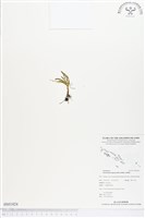 登錄號:BS01824藏品圖，第1張