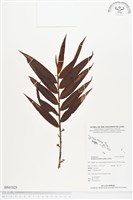 登錄號:BS01825藏品圖，第1張