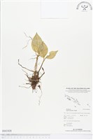 登錄號:BS01828藏品圖，第1張