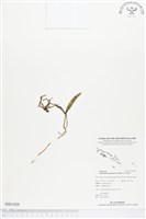 登錄號:BS01829藏品圖，第1張