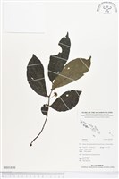 登錄號:BS01830藏品圖，第1張