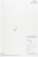 登錄號:BS01831藏品圖，第1張