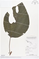 登錄號:BS01833藏品圖，第1張