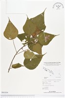 登錄號:BS01834藏品圖，第1張