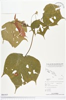 登錄號:BS01835藏品圖，第1張