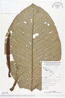登錄號:BS01838藏品圖，第1張