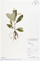 登錄號:BS01839藏品圖，第1張