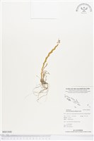 登錄號:BS01840藏品圖，第1張