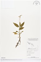 登錄號:BS01841藏品圖，第1張