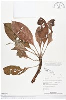 登錄號:BS01842藏品圖，第1張