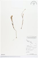 登錄號:BS01843藏品圖，第1張