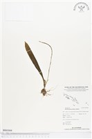 登錄號:BS01844藏品圖，第1張