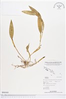 登錄號:BS01845藏品圖，第1張