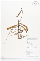 登錄號:BS01846藏品圖，第1張