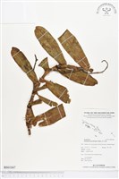 登錄號:BS01847藏品圖，第1張