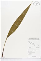 三蕊蘭藏品圖，第1張