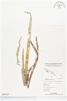 登錄號:BS01849藏品圖，第1張