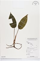 滿綠隱柱蘭、美唇隱柱蘭藏品圖，第1張