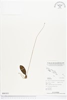 登錄號:BS01851藏品圖，第1張