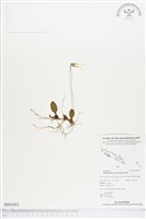 登錄號:BS01852藏品圖，第1張