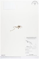 登錄號:BS01853藏品圖，第1張