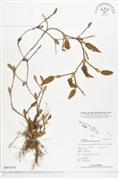 登錄號:BS01854藏品圖，第1張