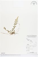 登錄號:BS01855藏品圖，第1張