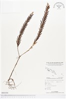 登錄號:BS01856藏品圖，第1張