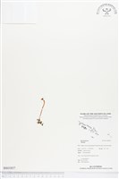 登錄號:BS01857藏品圖，第1張