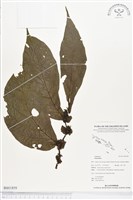 登錄號:BS01859藏品圖，第1張