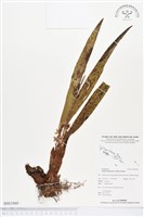 登錄號:BS01860藏品圖，第1張